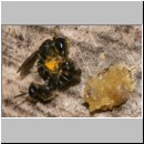 Heriades truncorum - Loecherbiene 06a 6mm Paarung.jpg